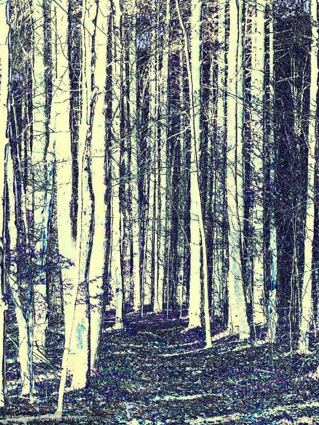 王安忆:祛魅时代的异象_曹雨河