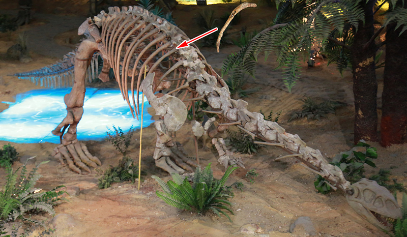 玉溪的禄丰龙化石装架上病变肋骨的位置（摄影邢立达）.jpg