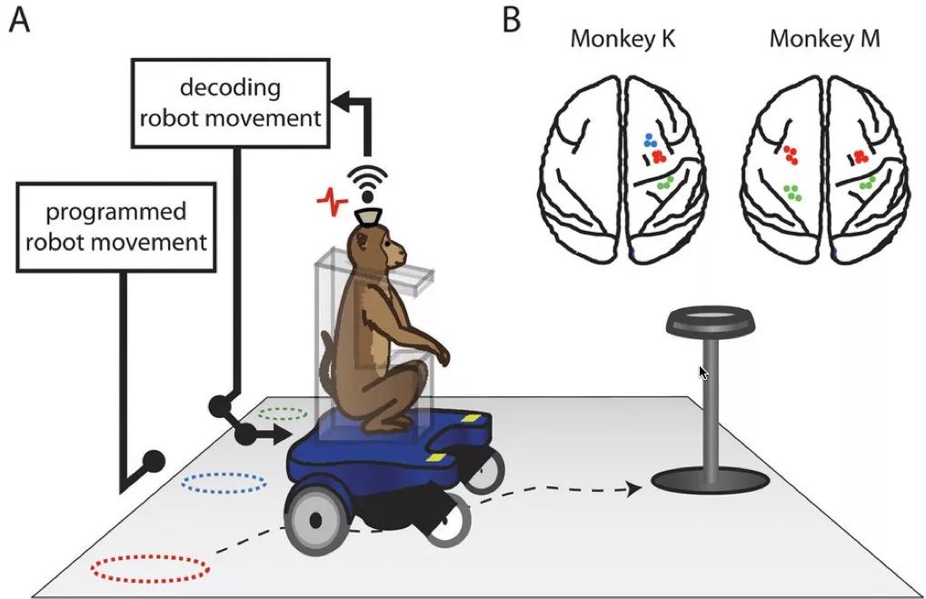 生物医学工程教授史蒂文·蔡司说"我们将其称之为先天流形(intrinsic