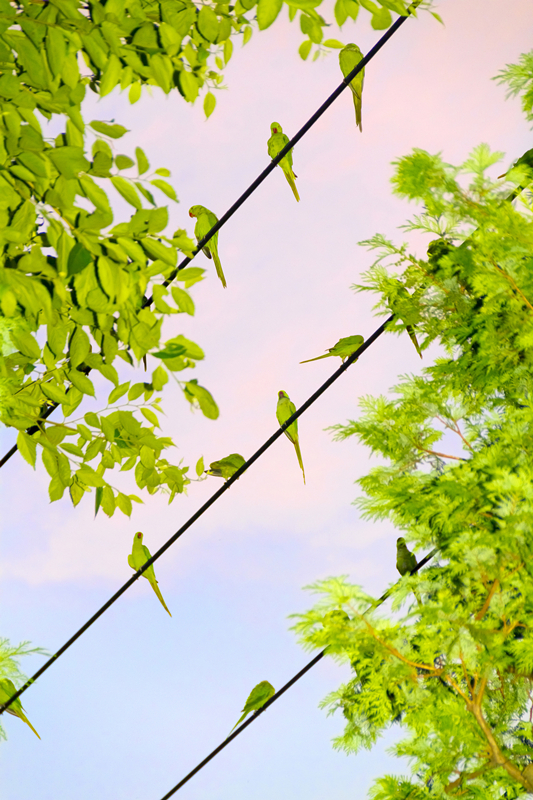 ? YOSHINORI MIZUTANI, Tokyo Parrots 007, 2013. Courtesy of BROWNIE Project (Shanghai)_副本.jpg