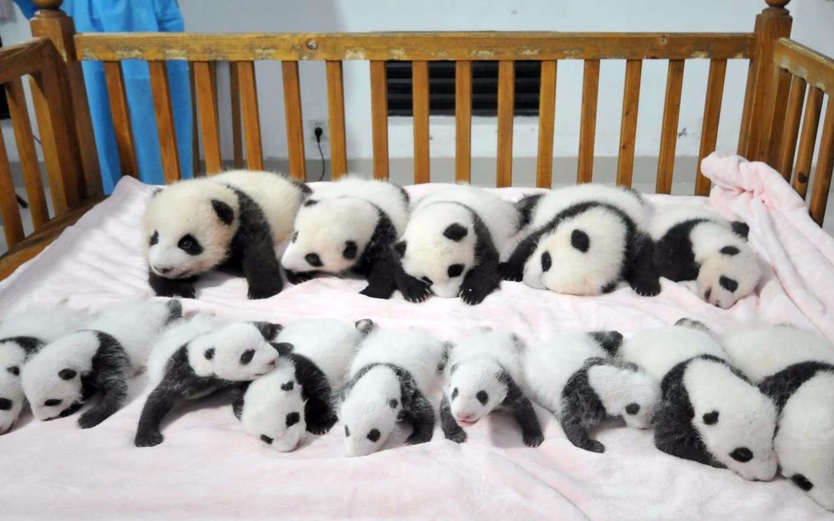 喜报!全球圈养的"国宝"大熊猫有548只啦!