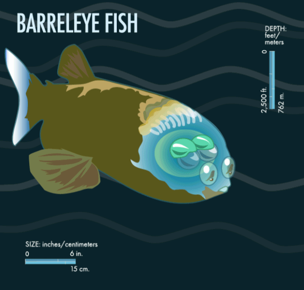 barreleyefish