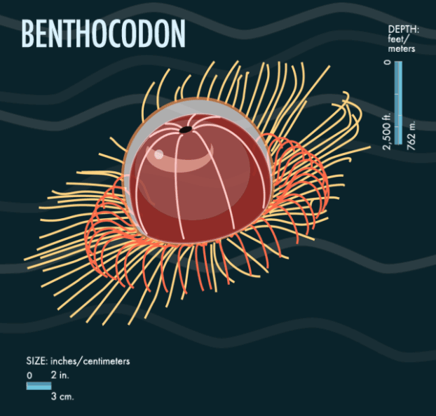 benthocodon
