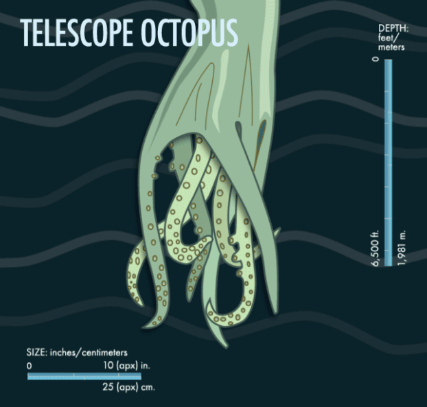telescopeoctopus