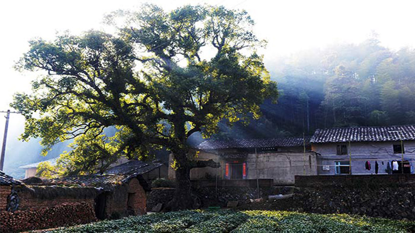 美丽乡村·福建石圳村：“垃圾村”大变样，2年时间打造“国家3A级旅游景区”
