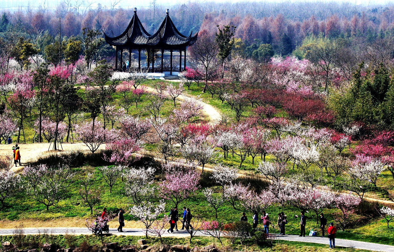 年关第一花,上海梅花节大年初一在海湾国家森林公园