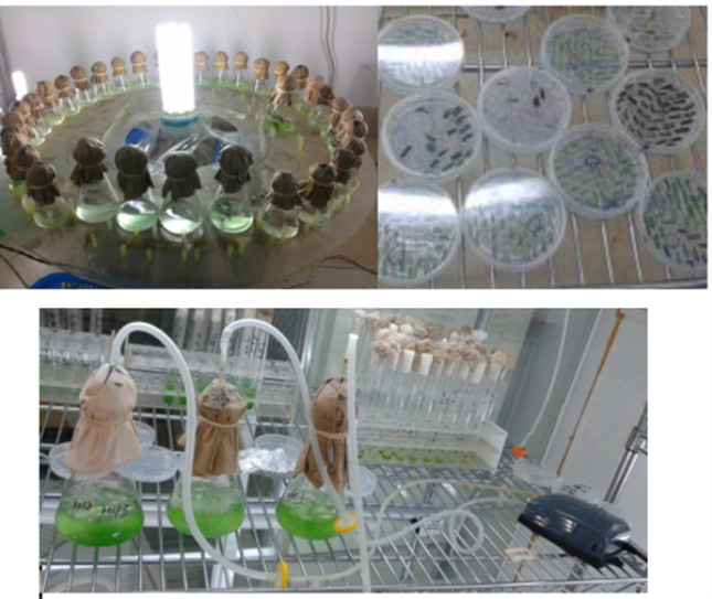 实验室的蓝藻培养体系。.jpg