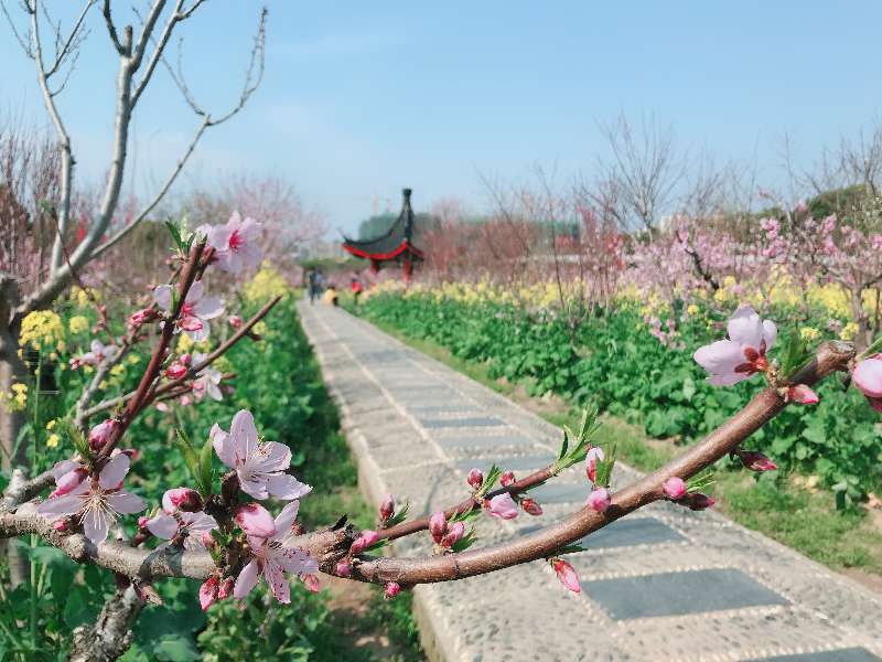 惠南镇-南汇桃花村2.JPG