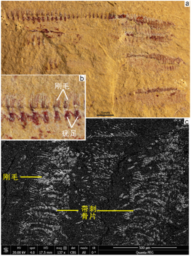 图2云南澄江动物群中的环节动物多毛类古扇虫 Ipoliknus avitus. A, 四个平行排列的标本。B,标本前部局部放大，示刚毛以及疣足。C, 扫描电镜示体表的刚毛以及带刺的骨板。.jpg