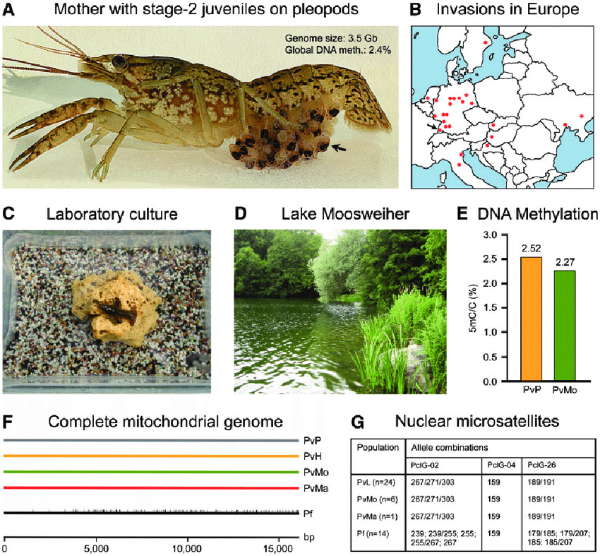 Figure-8-Marbled-crayfish-Procambarus-virginalis-Pv-as-promising-model-of