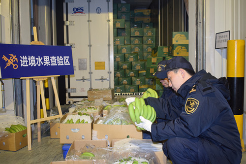 5月24日，外港海关查验柬埔寨首批输华香蕉-蒋松杞 摄1.JPG