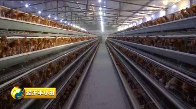  鹌鹑养殖合作社