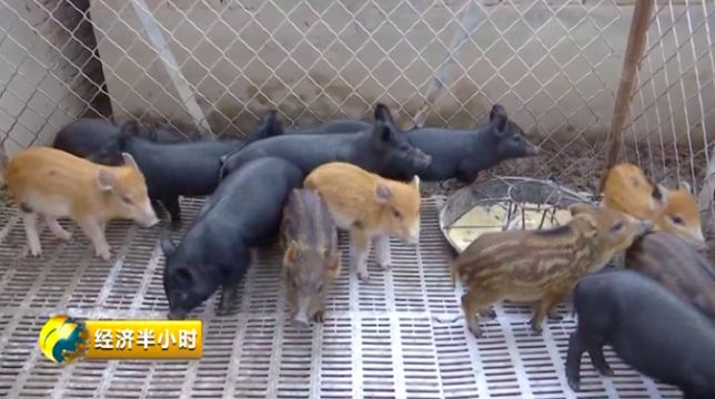  高国宏家的小野猪