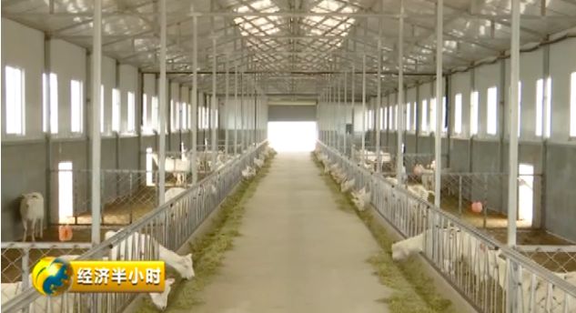  奶山羊养殖合作社