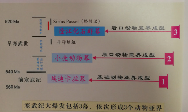 寒武大爆发包括三幕，依次形成三个动物亚界。（受访者供图）.jpg