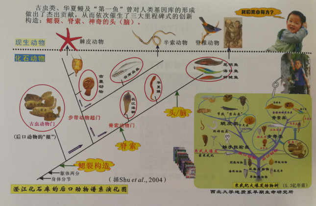 澄江化石库的后口动物谱系演化图。（受访者供图）.jpg