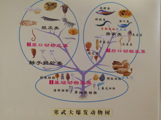 寒武大爆发动物树。（受访者供）.jpg