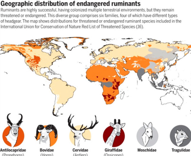 反刍动物所包含的六个科的物种世界分布.jpg