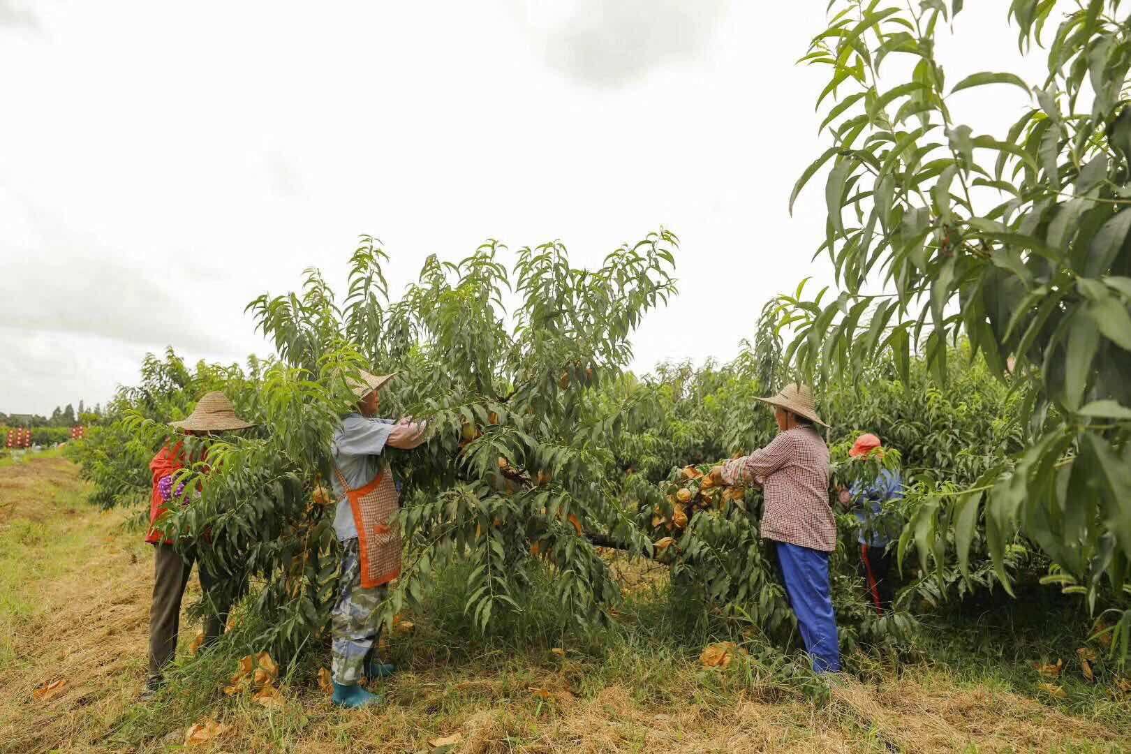 webwxgetmsgimg (43).jpg