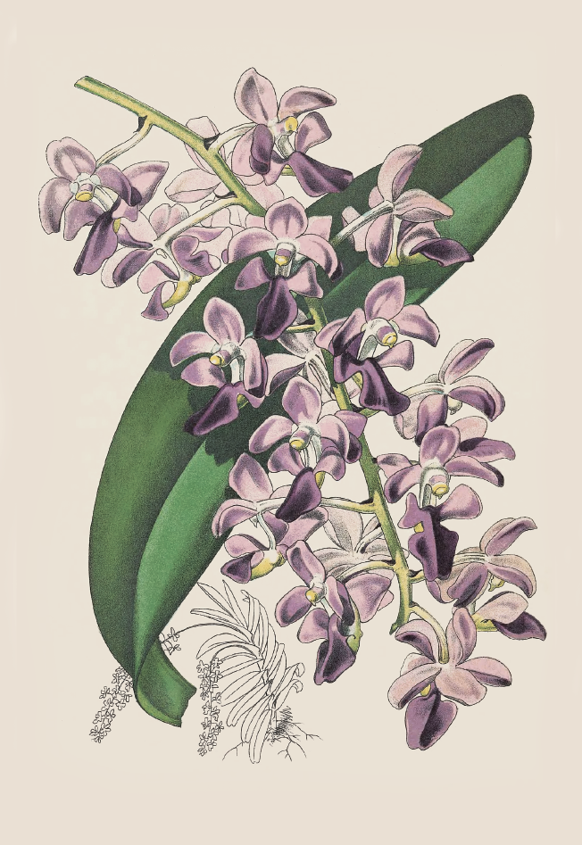 厚叶指甲兰· Aerides crassifolium.png