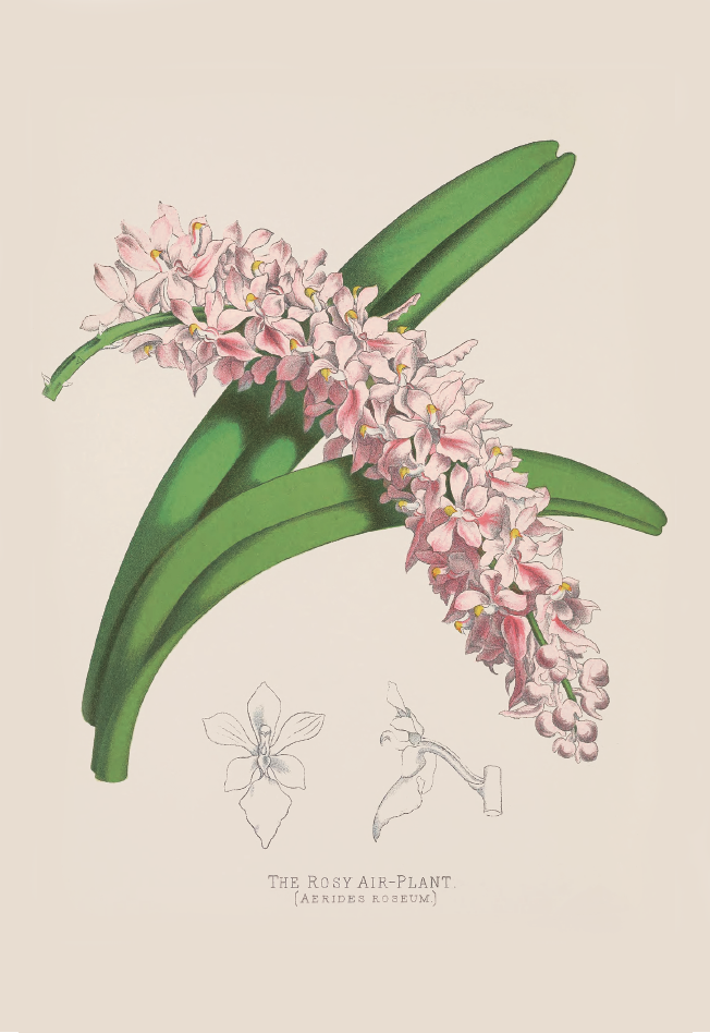 粉红指甲兰· Aerides roseum.png