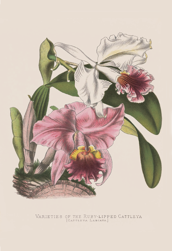 卡特兰· Cattleya labiata.png