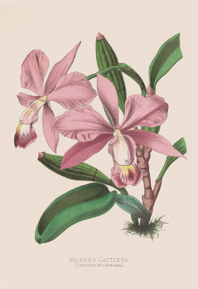 沃克卡特兰· Cattleya walkeriana.png