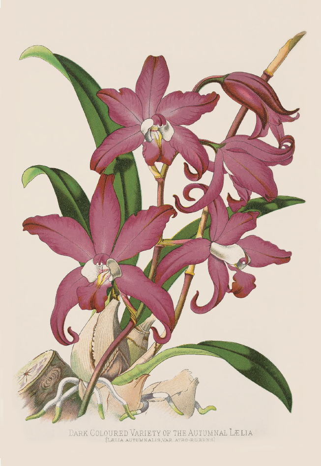 秋蕾丽兰· Laelia autumnalis.png