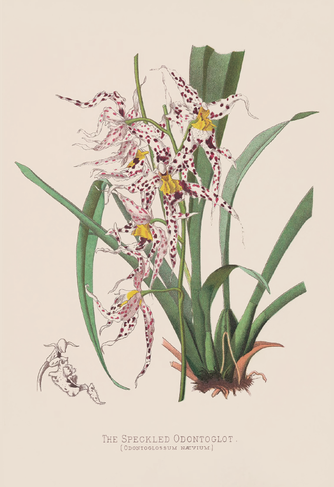 斑点齿舌兰· Odontoglossum naevium.png