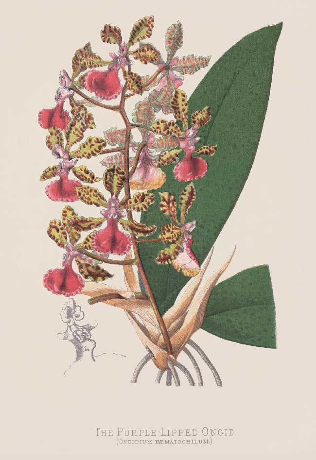 紫唇距心兰· Oncidium haematochilum.png