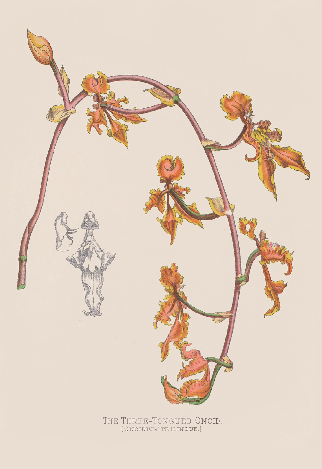 三舌文心兰· Oncidium trilingue.png