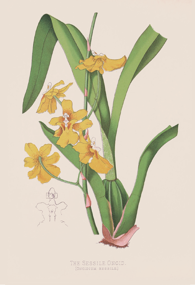 无柄文心兰· Oncidium sessile.png