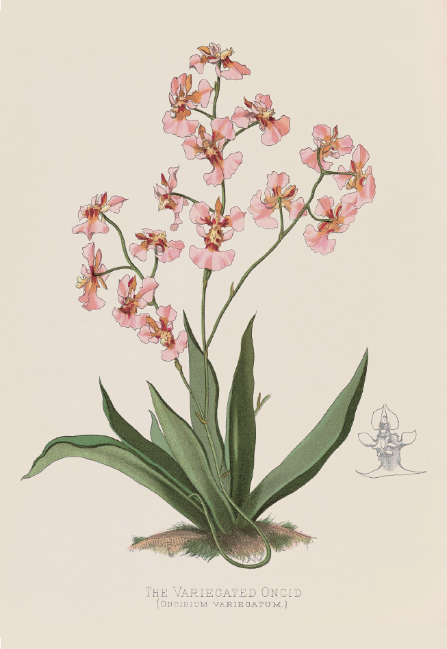 花斑剑心兰· Oncidium variegatum.png