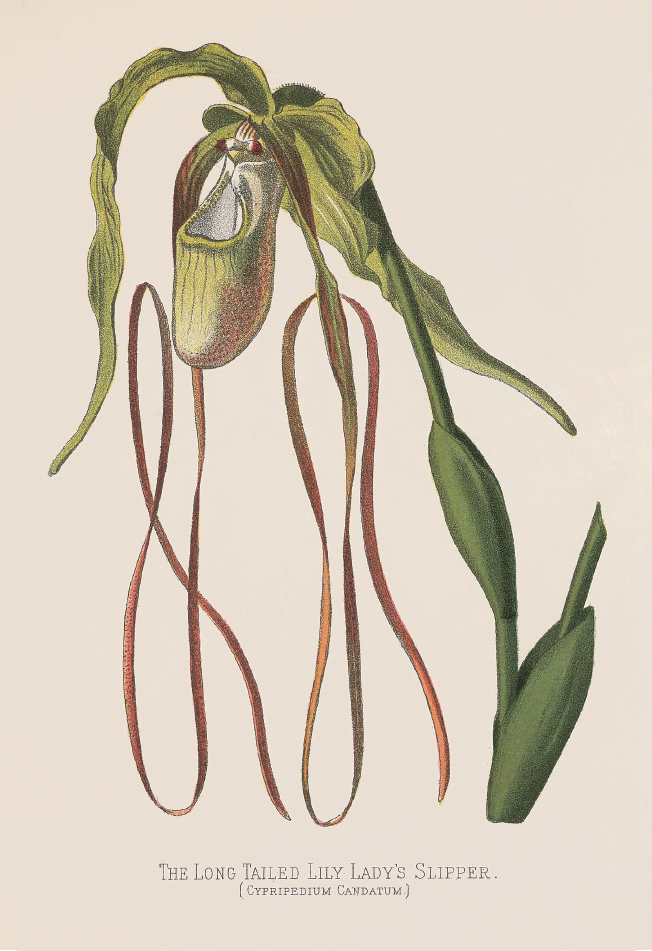 长瓣南美兜兰· Paphiopedilum caudatum.png