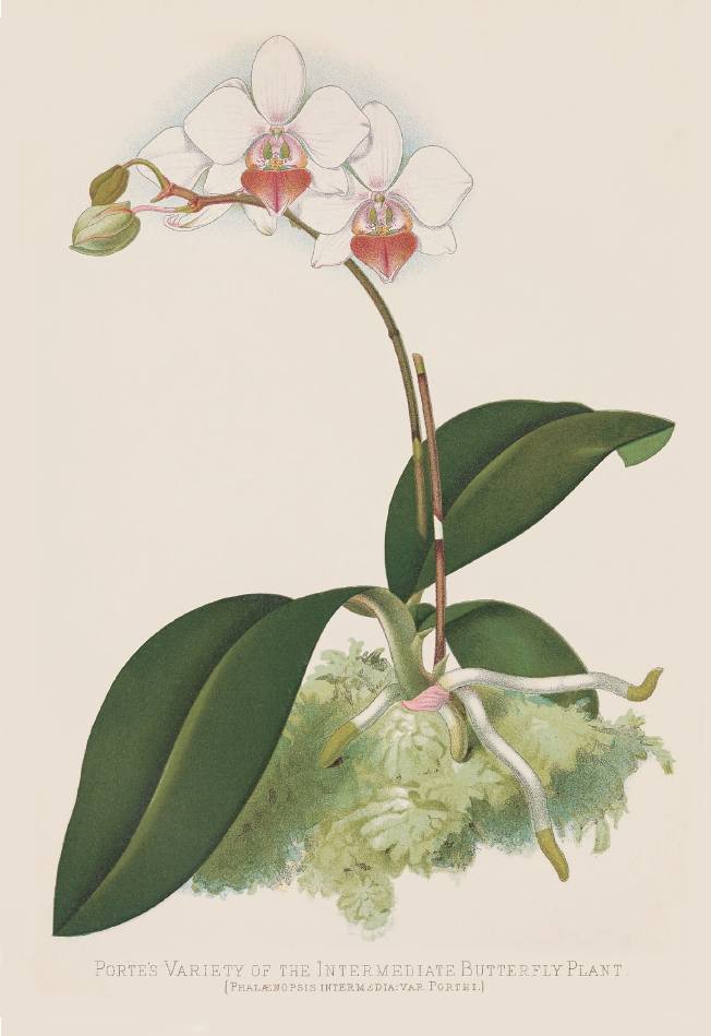 中型蝴蝶兰· Phalaenopsis intermedia.png