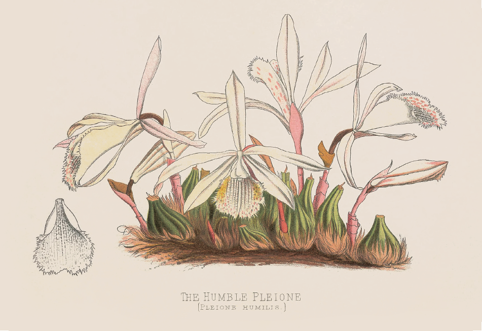 矮小独蒜兰· Pleione humilis.png