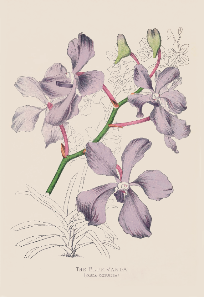 大花万代兰· Vanda coerulea.png