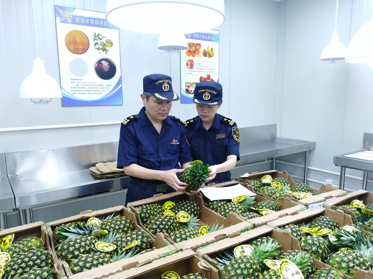 9月2日，浦东机场海关对巴拿马进口菠萝实施现场检疫-马绿野 摄1.jpg