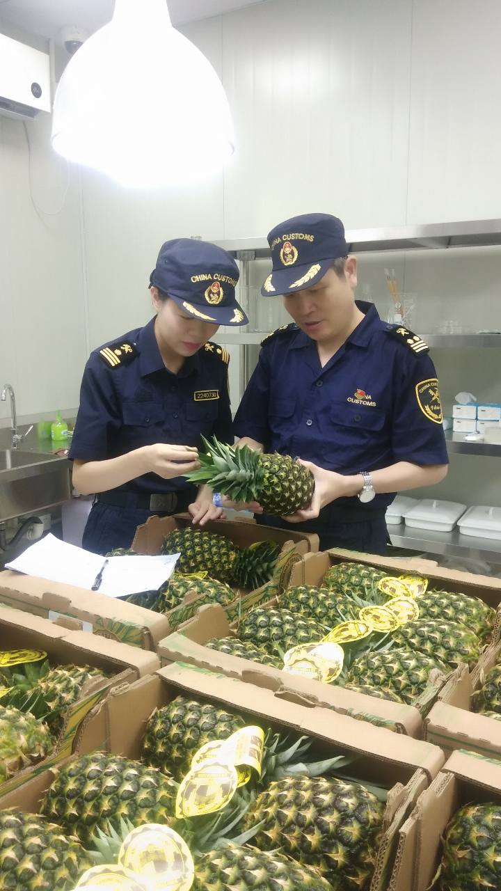 9月2日，浦东机场海关对巴拿马进口菠萝实施现场检疫-马绿野 摄3.jpg