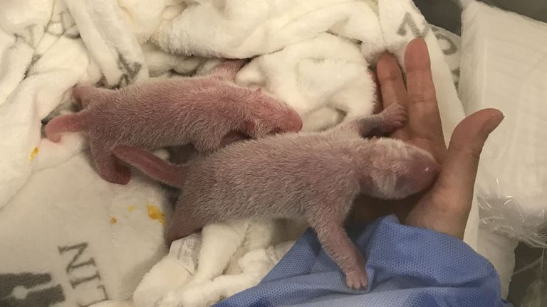 The rare cubs were born an hour apart on Saturday night. Pic: Berlin Zoo