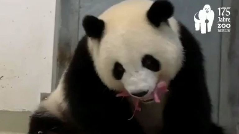 Meng Meng plays with one of her twins. Pic: Berlin Zoo