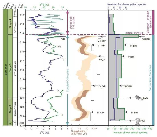 西伯利亚寒武纪早期碳、硫同位素和氧气生产量变化与动物多样性之间的关系，说明该时期生物多样性与氧气含量同步变化（图片来源：南京古生物所）