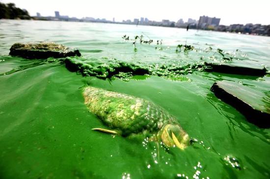 蓝藻爆发消耗水中大量的氧气，导致动物缺氧而死，跟这个过程也有些相似（图片来源：光明网）