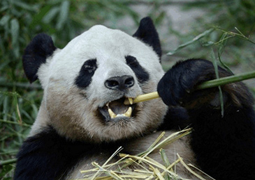 俗话说,牙好胃口就好.以竹子为主食的大熊猫,牙齿很容易产生磨损.