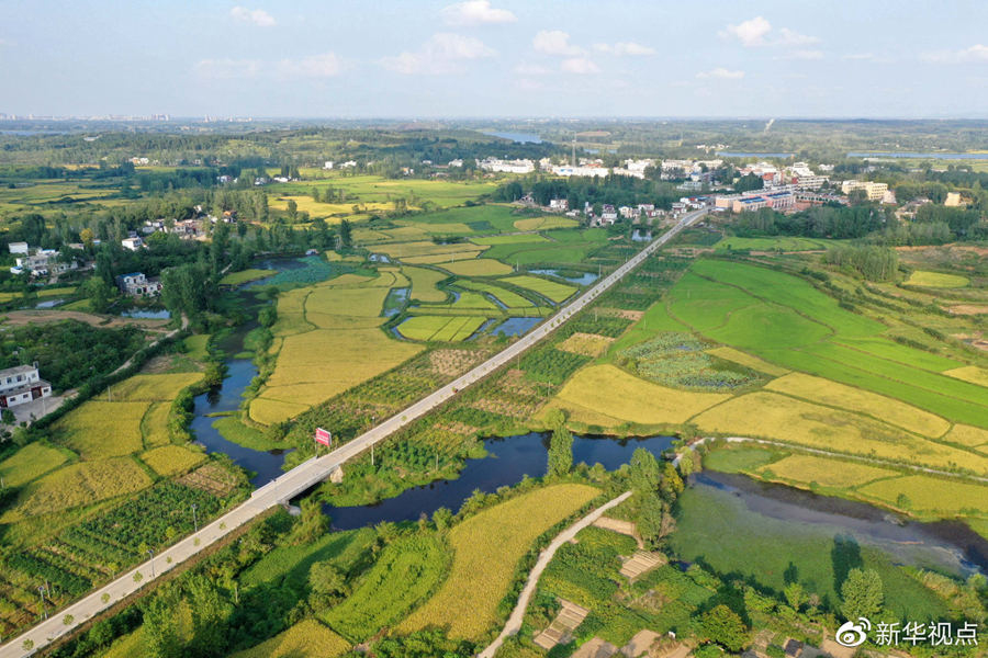 这是河南省信阳市光山县文殊乡东岳村附近的稻田美景(2019年9月4日无人机拍摄)。新华社记者冯大鹏 摄