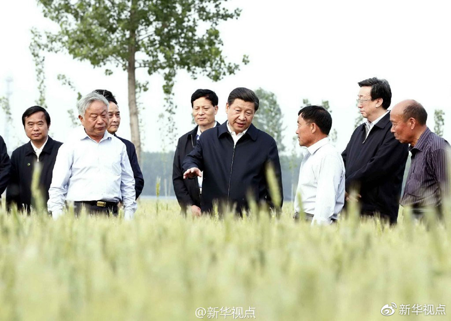 2014年5月9日下午，习近平总书记来到河南省尉氏县张市镇，走进一片高标准粮田，看麦穗灌浆，问农田建设。