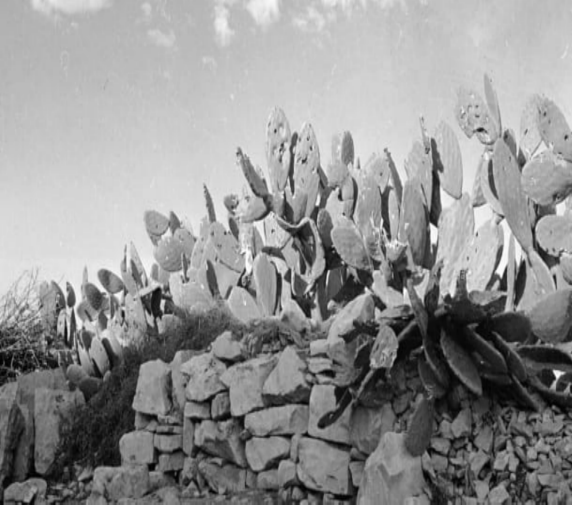 cactus(3103693)-20191024171434.png