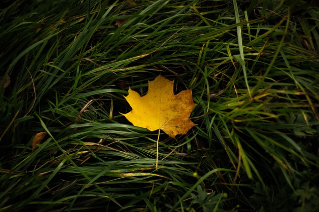 foliage-leaf-4579709_640.jpg