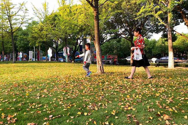 虹梅南路街头绿地上大风吹落的树叶铺满草地 本报记者 赵立荣 摄.jpg