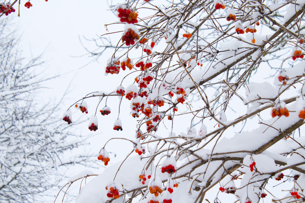 low-angle-shot-of-leafless-tree-with-orange-flowers-909016_副本.jpg